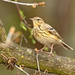 Artenvielfalt direkt vor der Stadtgrenze Göttingens: Ein Baumpieper im Kerstlingröder Feld, eine von 108 dort belegten Vogelarten. Foto Adobe Stock Artenvielfalt direkt vor der Stadtgrenze Göttingens: Ein Baumpieper im Kerstlingröder Feld, eine von 108 dort belegten Vogelarten. Foto Adobe Stock