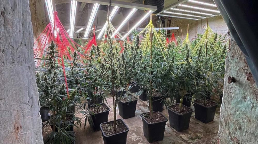 Cannabis-Indoorplantage. Foto: Kreispolizeibehörde Lippe Cannabis-Indoorplantage. Foto: Kreispolizeibehörde Lippe