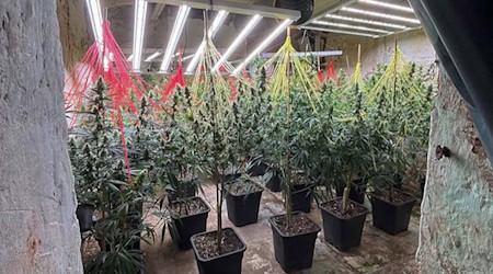 Cannabis-Indoorplantage. Foto: Kreispolizeibehörde Lippe Erfolgreicher Schlag gegen Rauschgiftbande