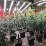 Cannabis-Indoorplantage. Foto: Kreispolizeibehörde Lippe