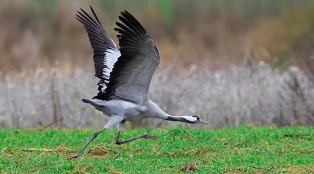 Bei einem toten Kranich im Raum Südharz wurde das Virus der Geflügelpest (Vogelgrippe) festgestellt. Symbolfoto: pixabay Geflügelpest im Landkreis Göttingen nachgewiesen