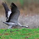 Bei einem toten Kranich im Raum Südharz wurde das Virus der Geflügelpest (Vogelgrippe) festgestellt. Symbolfoto: pixabay