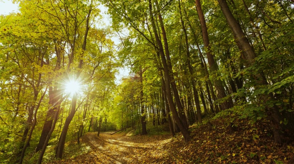 Spaziergänger fanden die Leiche der 15-jährigen im Wald von Reinhausen im Sommer 2025. Foto: Freepik