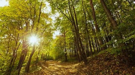 Spaziergänger fanden die Leiche der 15-jährigen im Wald von Reinhausen im Sommer 2025. Foto: Freepik