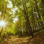 Spaziergänger fanden die Leiche der 15-jährigen im Wald von Reinhausen im Sommer 2025. Foto: Freepik