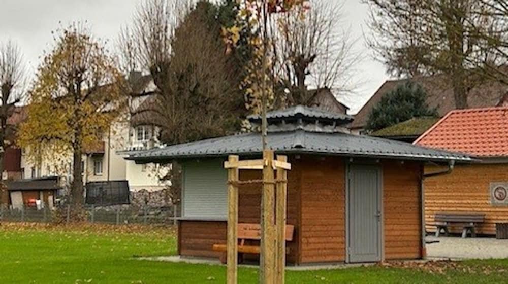  Die Neupflanzungen umfassen eine Vielzahl unterschiedlicher Baumarten wie Linden, Ahorne, Kastanien, Kirschen, Zieräpfel, Ebereschen, Felsenbirnen, Birken und Buchen. Foto: Stadt Osterode