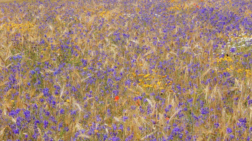 BU: Ein nach Gemeinwohlkriterien verpachteter, blütenbunter Acker bringt Vielfalt in die Landschaft (Foto: Jürgen Bringmann)