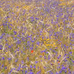 BU: Ein nach Gemeinwohlkriterien verpachteter, blütenbunter Acker bringt Vielfalt in die Landschaft (Foto: Jürgen Bringmann)