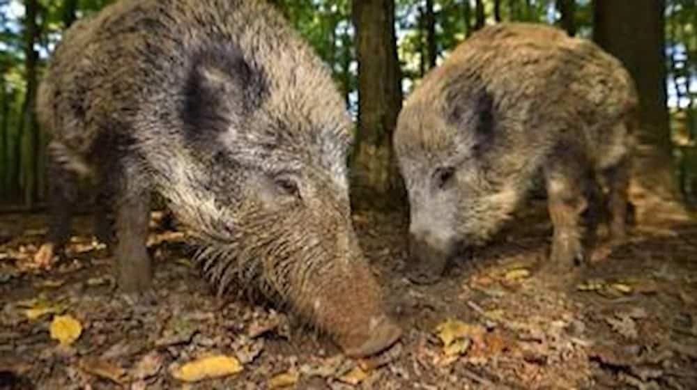 Wildschweine beim Wühlen (Bildnachweis: Siegmar Bergfeld, Hessenforst).