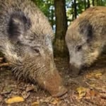 Wildschweine beim Wühlen (Bildnachweis: Siegmar Bergfeld, Hessenforst).