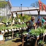 Es ist der Termin, auf den Pflanzenliebhaber und Hobbygärtnerinnen in der gesamten Region hinarbeiten: Am Sonntag, 26. April (10 bis 17 Uhr), verwandelt sich das Gelände rund um das Tropengewächshaus in Witzenhausen wieder in ein grünes Paradies. Foto: Anita Weix