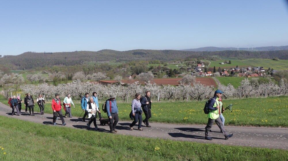 Wandern durch die Kirschblüte: Beim Wandern und Walken durch die Kirschblüte können die Wanderer herrliche Fernblicke erhaschen und sich an der blühenden Landschaft erfreuen. Foto: DG Kleinalmerode 