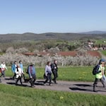 Wandern durch die Kirschblüte: Beim Wandern und Walken durch die Kirschblüte können die Wanderer herrliche Fernblicke erhaschen und sich an der blühenden Landschaft erfreuen. Foto: DG Kleinalmerode 