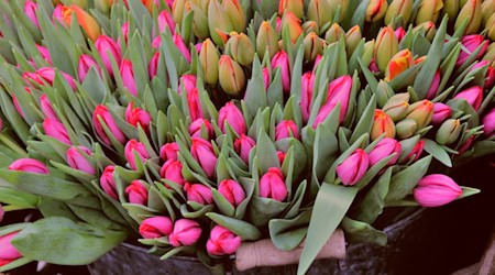 Maimarkt in Bad Sooden-Allendorf eröffnet die Sommersaison