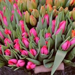 Am Sonntag, den 3. Mai, verwandelt sich Bad Sooden-Allendorf in eine lebendige Flaniermeile. Von 12 bis 17 Uhr laden die Geschäfte zum verkaufsoffenen Sonntag ein, während auf dem Marktplatz und in der Kirchstraße der bunte Maimarkt lockt. Foto: pixabay