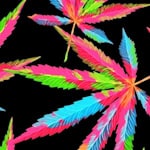 Die Kammer stützt ihre Forderung auf aktuelle Studien: Die Drogenaffinitätsstudie 2025 zeigt ein deutliches Plus bei den 18- bis 25-Jährigen. Symbolbild pixabay