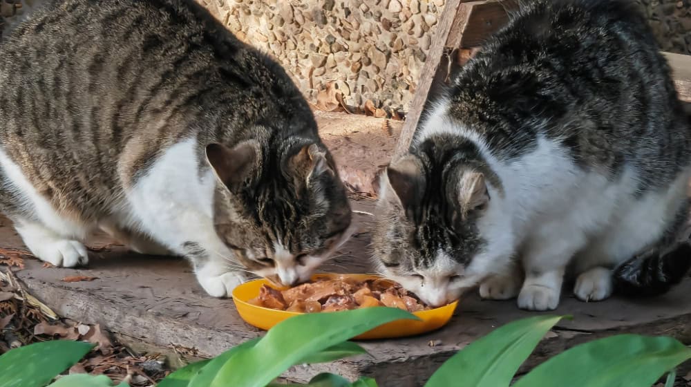Die Katzen „Kleine Mami“ und Lilo gehören zu den Schützlingen des Göttinger Katzenschutz e.V. und werden im LNS-Park betreut (ny)