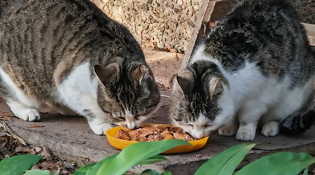 Ein Herz für heimatlose Miezen: Erfolgreiches Kastrationsprogramm bei Katzen