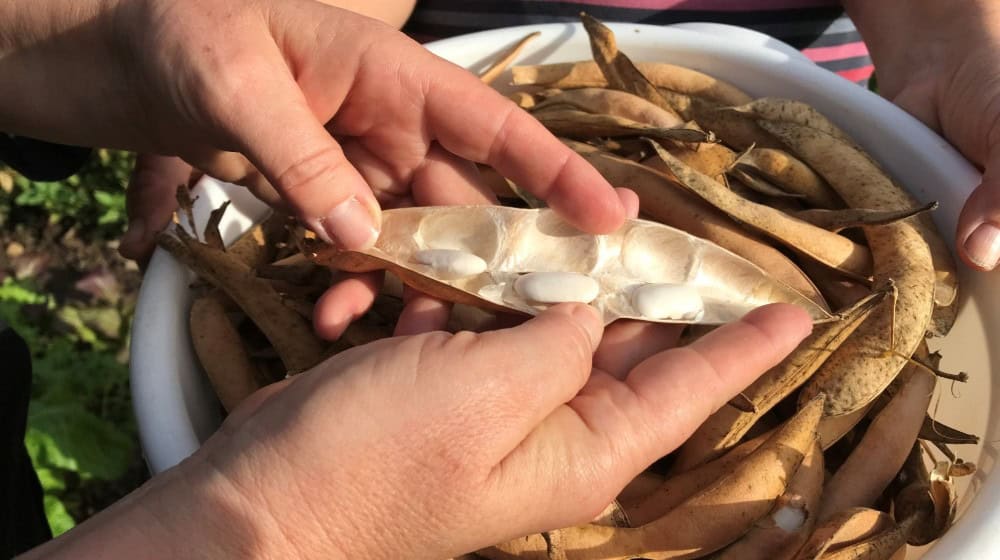 Von der Esskastanie bis zur Witzenhäuser Riesenbohne: Bei der Veranstaltung am 30. August können Gäste besondere Nutzpflanzen kennenlernen, den Lehr- und Lerngarten erkunden und verschiedene Gerichte verkosten. Foto: Tropengewächshaus Witzenhausen / Uni Kassel