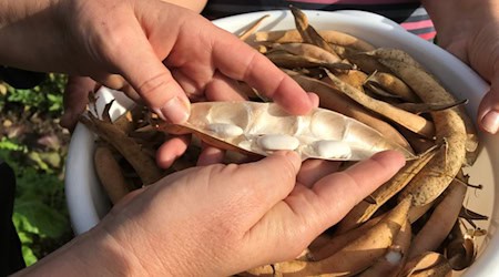 Von der Esskastanie bis zur Witzenhäuser Riesenbohne: Bei der Veranstaltung am 30. August können Gäste besondere Nutzpflanzen kennenlernen, den Lehr- und Lerngarten erkunden und verschiedene Gerichte verkosten. Foto: Tropengewächshaus Witzenhausen / Uni Kassel