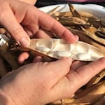 Von der Esskastanie bis zur Witzenhäuser Riesenbohne: Bei der Veranstaltung am 30. August können Gäste besondere Nutzpflanzen kennenlernen, den Lehr- und Lerngarten erkunden und verschiedene Gerichte verkosten. Foto: Tropengewächshaus Witzenhausen / Uni Kassel