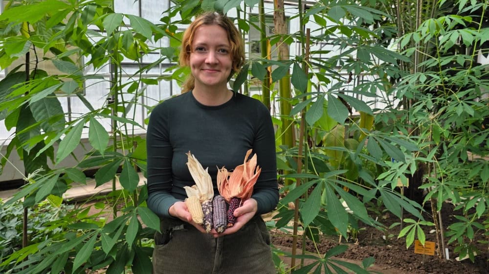 Das Foto zeigt Dorothee Vetter mit bunten Maissorten vor Maniokpflanzen. Foto: Tropengewächshaus