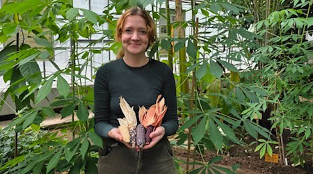 Das Foto zeigt Dorothee Vetter mit bunten Maissorten vor Maniokpflanzen. Foto: Tropengewächshaus