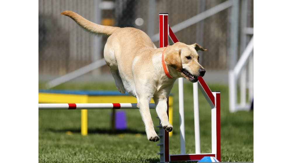 Tag des Hundes in Herzberg (Foto: Pixabay)