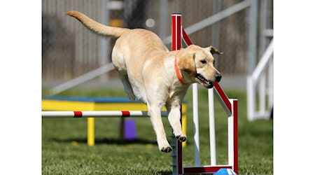 Herzberger Hundesportverein lädt ein zum „Tag des Hundes“