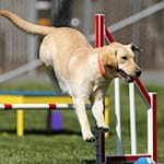 Tag des Hundes in Herzberg (Foto: Pixabay)