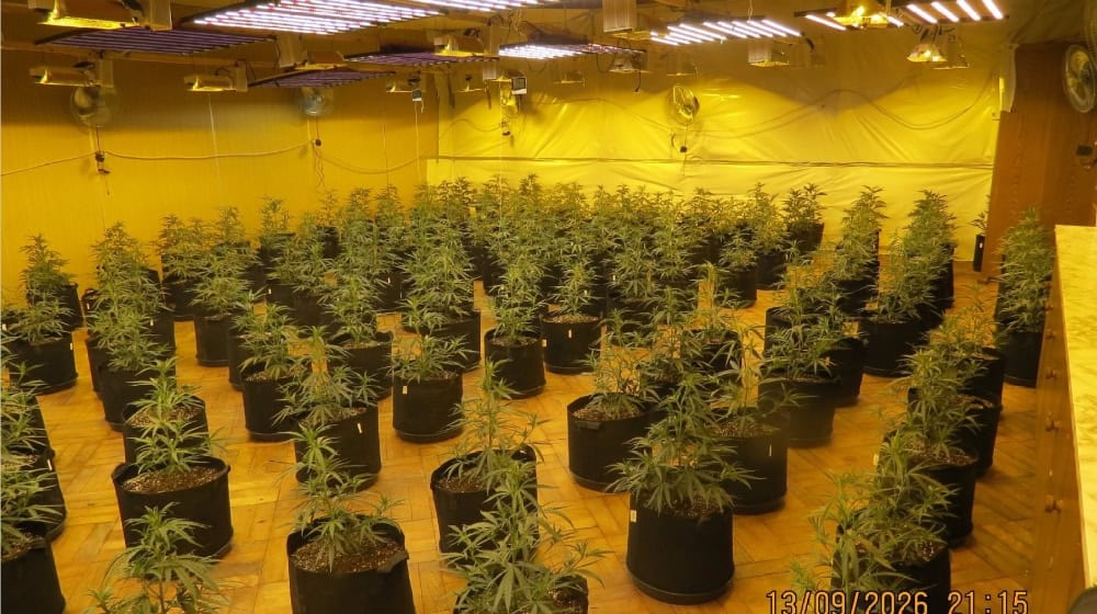 Professionelle Cannabis-Plantage in ehemaliger Gaststätte in Wulften entdeckt. Foto Polizei