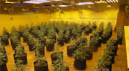 Professionelle Cannabis-Plantage in ehemaliger Gaststätte in Wulften entdeckt. Foto Polizei