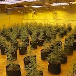 Professionelle Cannabis-Plantage in ehemaliger Gaststätte in Wulften entdeckt. Foto Polizei