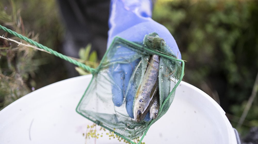 Ein Fischereiaufseher fischt Bachforellen aus einem Dorfbach in der Schweiz. / Foto: Ennio Leanza/KEYSTONE/dpa/Archivbild