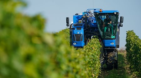 Lese von Trauben in einem Betrieb der Winzervereinigung Freyburg-Unstrut. / Foto: Peter Endig/dpa-Zentralbild/dpa