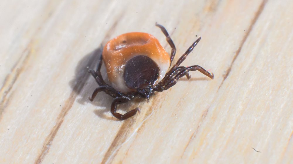 Eine Zecke der Spezies Gemeiner Holzbock (Ixodes ricinus Weibchen) sitzt auf einem Holztisch. / Foto: Julian Stratenschulte/dpa