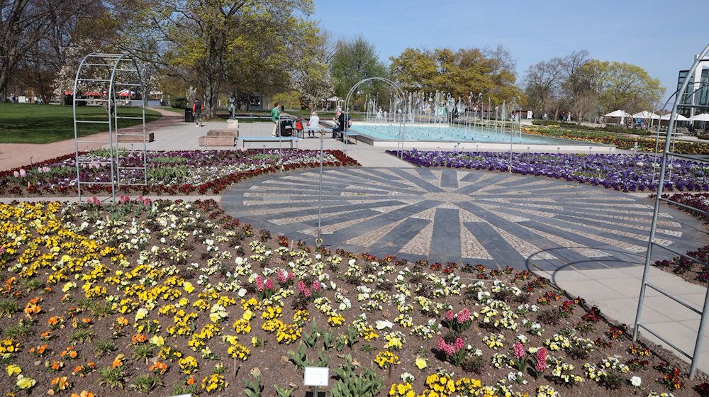 Bunte Frühlingsblumen stehen auf einer Wiese vor einem Springbrunnen auf dem Gelände des ega-Parks in Erfurt. / Foto: Bodo Schackow/dpa