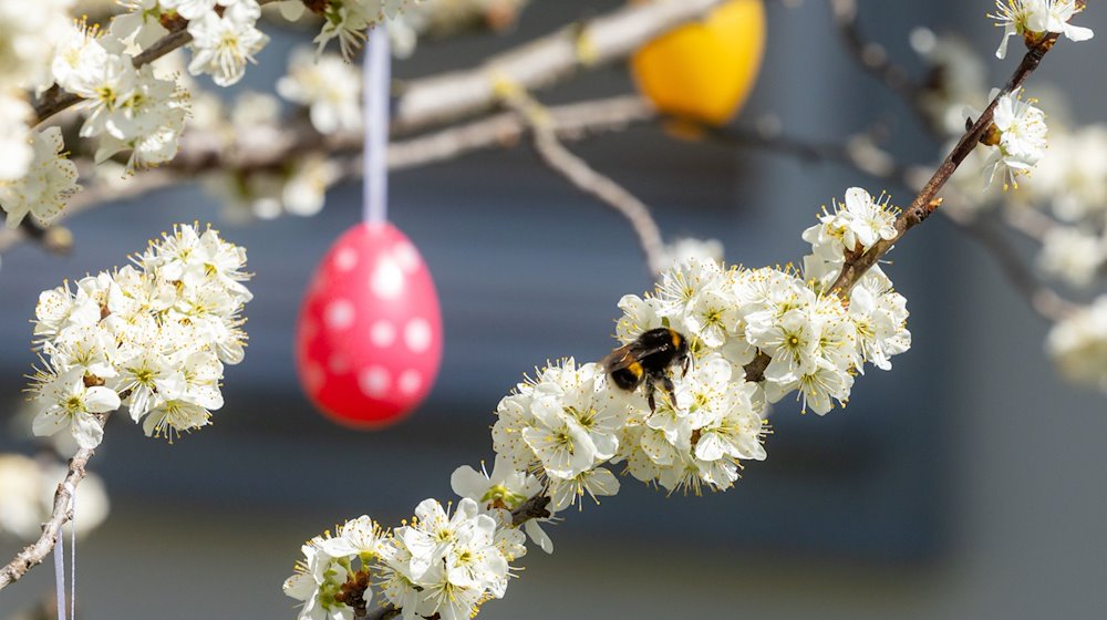 Eine Hummel sitzt auf einem blühenden Baum, der mit Ostereiern geschmückt ist. / Foto: Michael Reichel/dpa