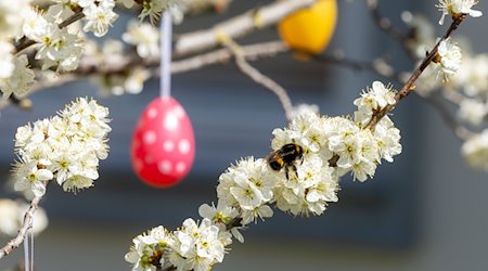 Eine Hummel sitzt auf einem blühenden Baum, der mit Ostereiern geschmückt ist. / Foto: Michael Reichel/dpa