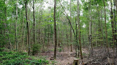 Blick in einen geschädigten Laubmischwald. / Foto: Sebastian Willnow/dpa/Archivbild