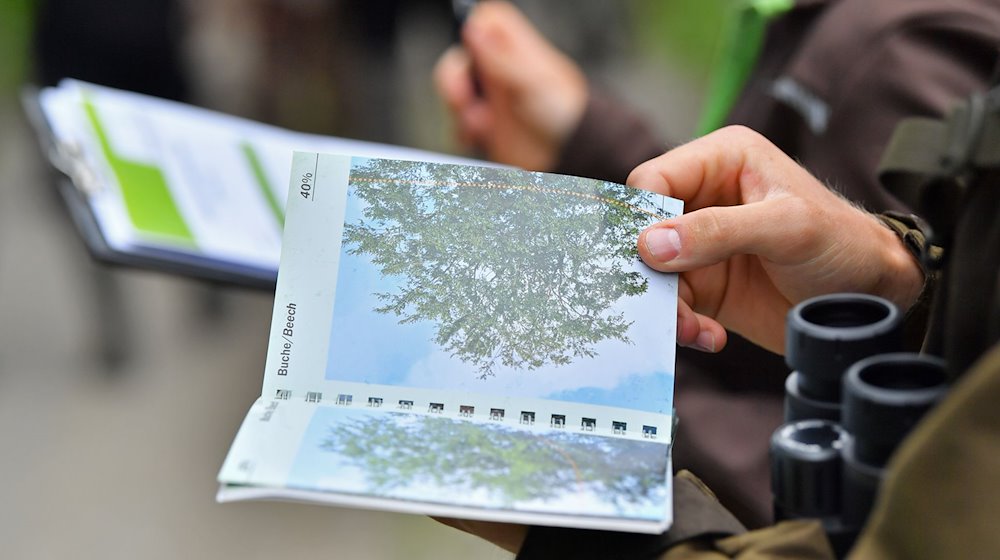 Forstleute bewerten bei einer Schulungsveranstaltung der Landesforstanstalt Thüringenforst zur Vorbereitung auf Erhebung des Waldzustandes den Zustand der Bäume. / Foto: Martin Schutt/dpa-Zentralbild/dpa