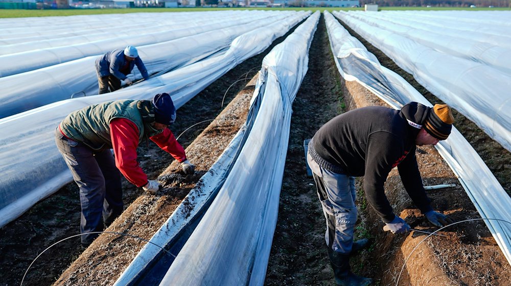 Arbeiter stechen Spargelstangen auf einem Spargelfeld des Familienbetriebs Großhans. / Foto: Uwe Anspach/dpa