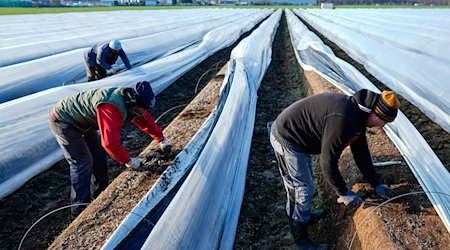 Arbeiter stechen Spargelstangen auf einem Spargelfeld des Familienbetriebs Großhans. / Foto: Uwe Anspach/dpa