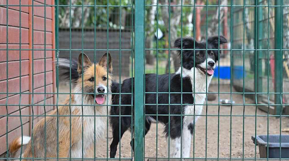 Zwei Hunde in einem Zwinger im Tierheim. / Foto: Patrick Pleul/dpa/Archivbild