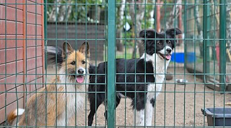 Zwei Hunde in einem Zwinger im Tierheim. / Foto: Patrick Pleul/dpa/Archivbild