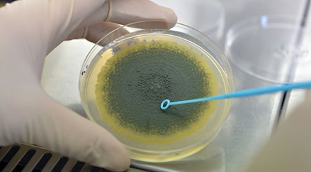 Giftbildende Schimmelpilzkulturen befinden sich in einer Petrischale. / Foto: Uli Deck/dpa/Symbolbild