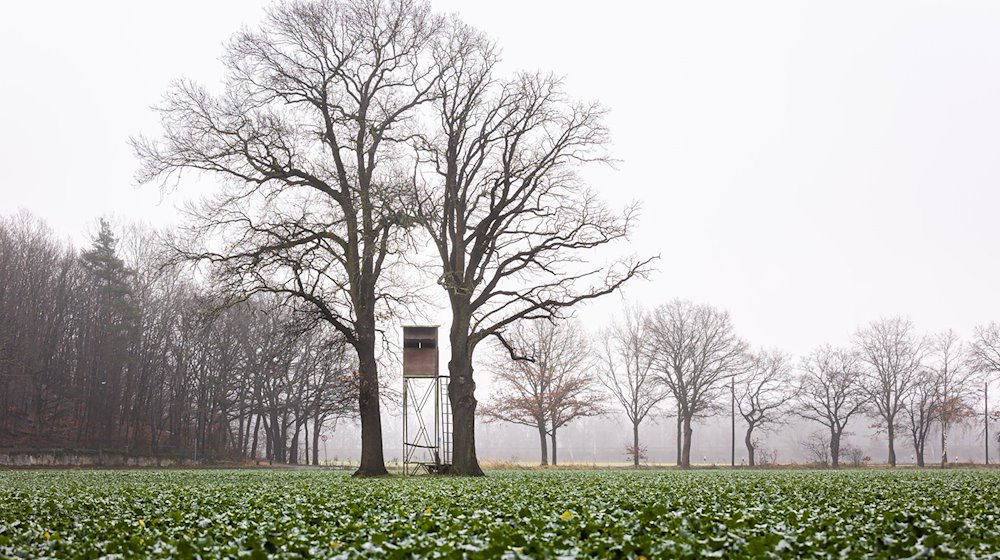 Ein Jagdsitz steht am Morgen bei trübem Wetter zwischen kahlen Bäumen. / Foto: Moritz Frankenberg/dpa/Symbolbild