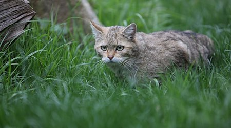 Eine Wildkatze sitzt im Gras eines Tiergeheges. / Foto: Matthias Bein/dpa