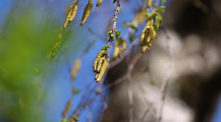 Birkenpollen hängen an einer Birke bei blauem Himmel und Sonnenschein. / Foto: Karl-Josef Hildenbrand/dpa