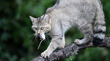 Eine Wildkatze läuft mit einer Maus durch ihr Gehege. / Foto: Martin Schutt/dpa-Zentralbild/dpa